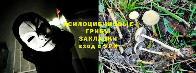 Галлюциногенные грибы Psilocybine cubensis  Барыш 